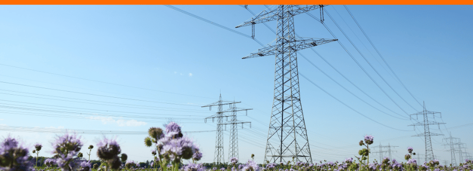 Stromleitungen über einem blühenden Feld – Symbolbild für das Stromgesetz und Energiewende